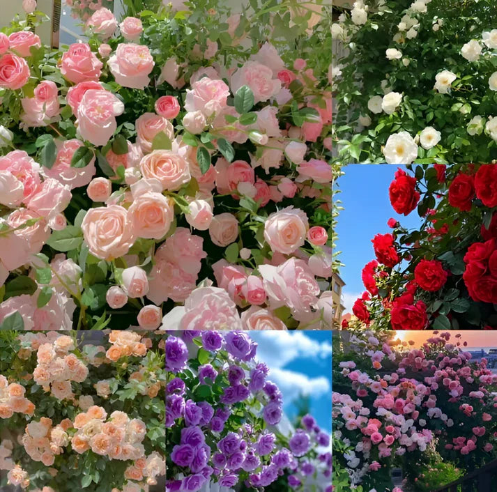 Japanese Climbing Rose Flower Seeds