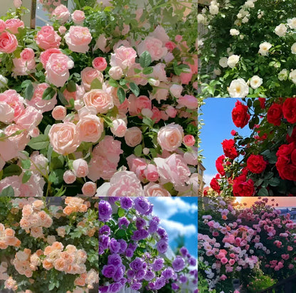 Japanese Climbing Rose Flower Seeds