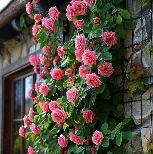 Japanese Climbing Rose Flower Seeds