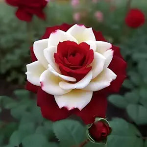 Japanese Climbing Rose Flower Seeds