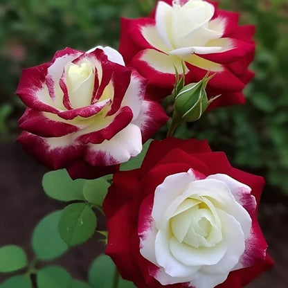 Japanese Climbing Rose Flower Seeds