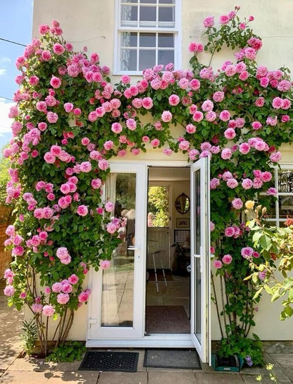 Japanese Climbing Rose Flower Seeds