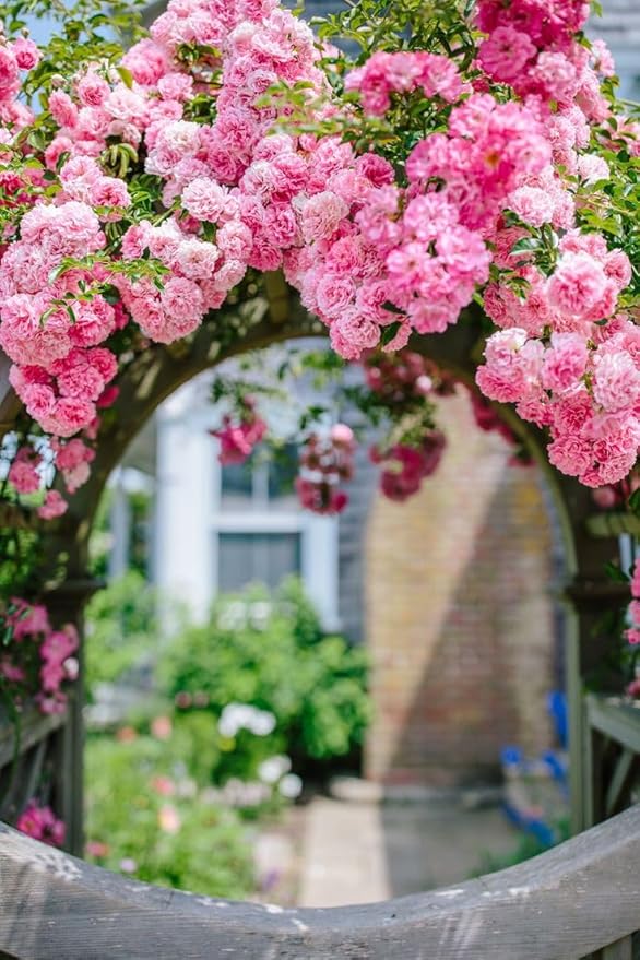 Japanese Climbing Rose Flower Seeds