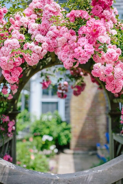 Japanese Climbing Rose Flower Seeds