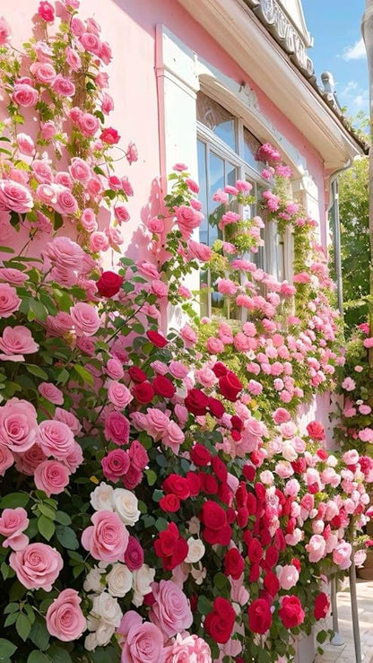 Japanese Climbing Rose Flower Seeds