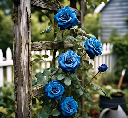 Japanese Climbing Rose Flower Seeds