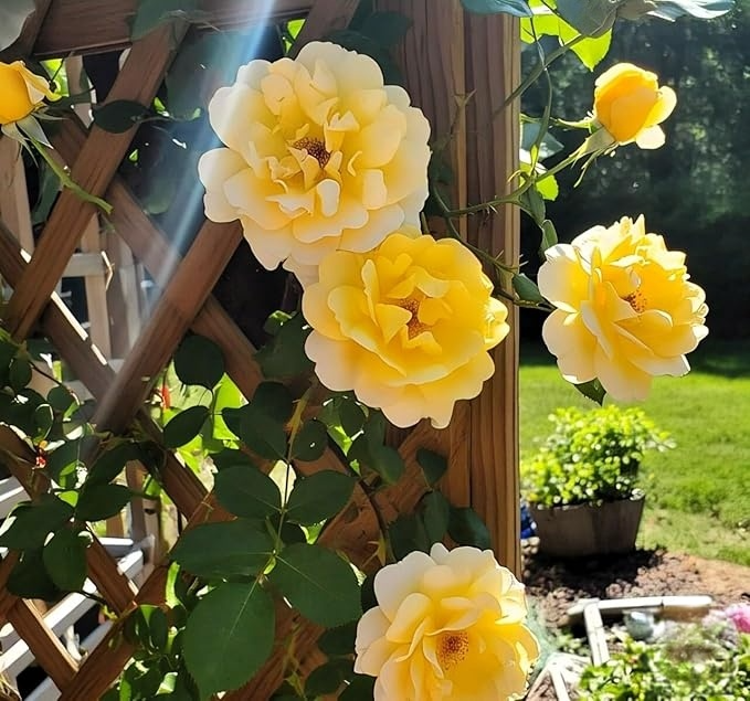 Japanese Climbing Rose Flower Seeds